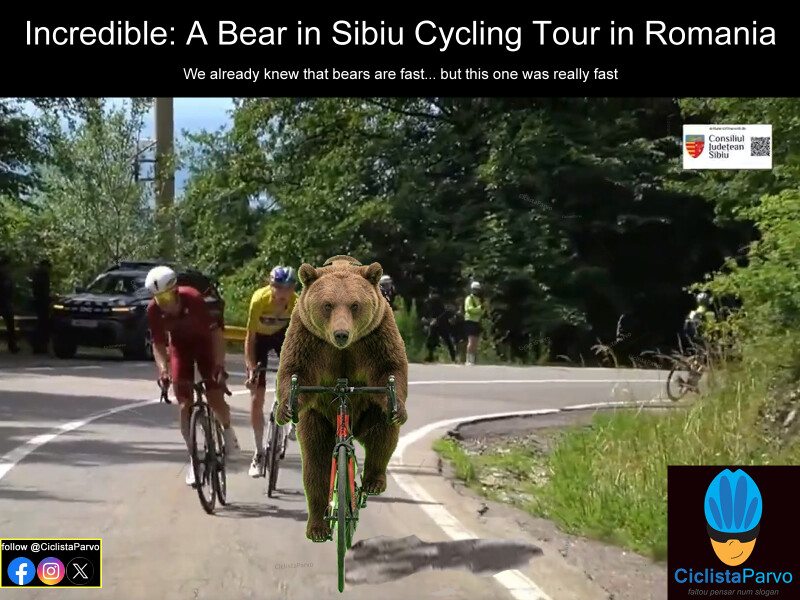 Incredible: A Bear in Sibiu Cycling Tour in Romania